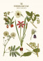 Skiču klade MUSE A5 64lp 120g/m2 "The Herbarium" (dizains 00353)