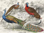 Zīmešanas albūms MUSE 240*178mm 40lp 115g/m2 "Drawing" (dizains 00068)
