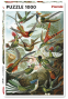 Puzzle PIATNIK 1000 daļas "Haeckel - Les Colibris"