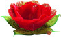 Sizāla loksnes FOLIA 5 pamatkrāsas 23*33cm