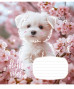 Burtnīca 18lp 170*203mm "Star" 55g/m2 # ''Fluffy vibes'' 3546