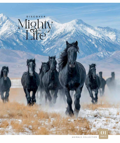 Klade 48lp 170*203mm 55g/m2 "Star" # glancēts lamināts "Mighty life" 3761