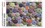 Puzzle PIATNIK 1000 daļas "Sea urchin"